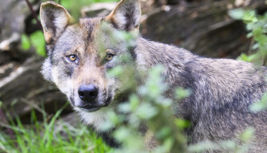 Bisher kein Nutztier im 2026 gerissen: Darum ist es ruhig  geworden um den Wolf