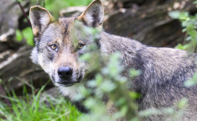 Bisher kein Nutztier im 2026 gerissen: Darum ist es ruhig  geworden um den Wolf