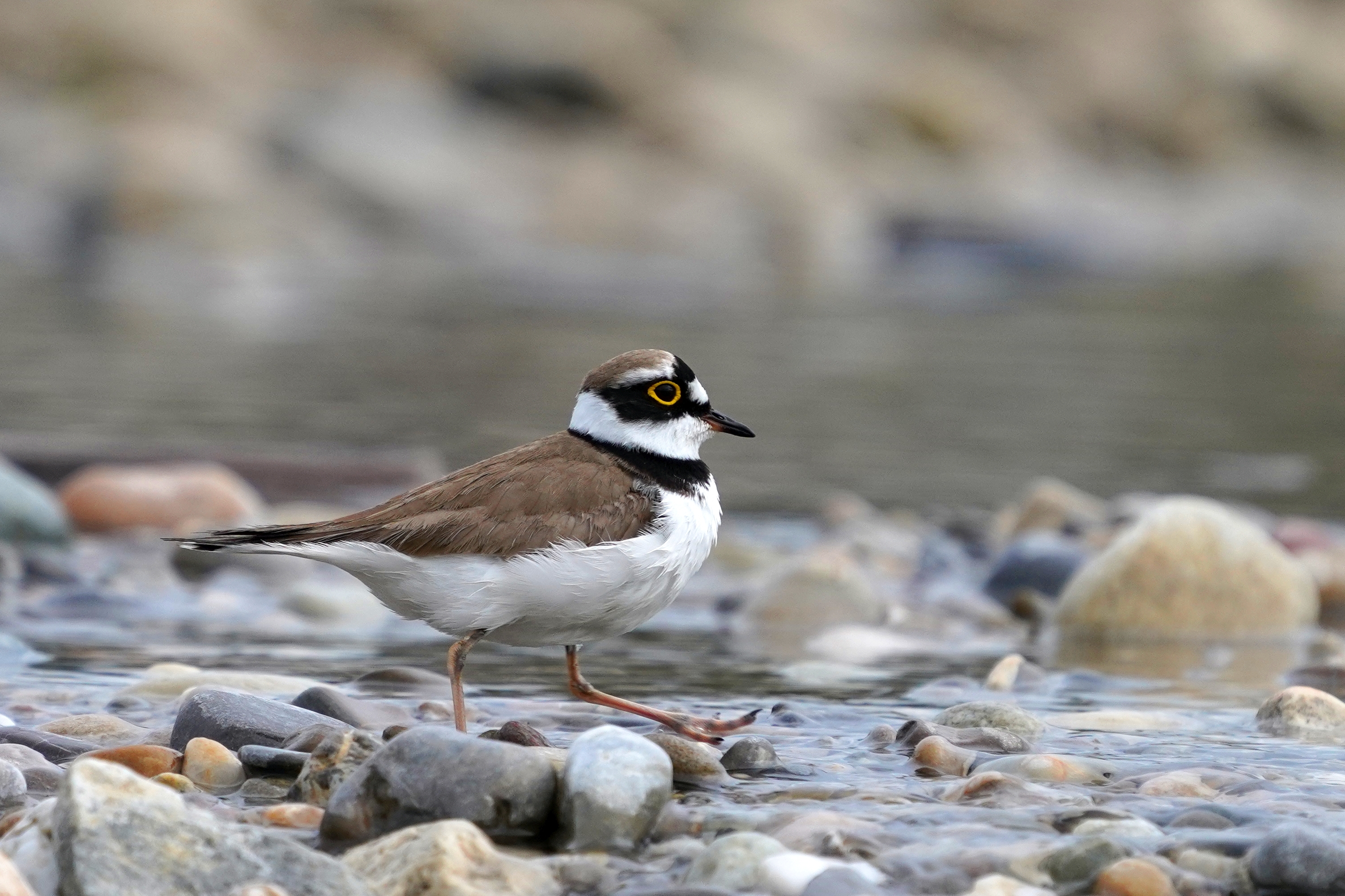 Birdlife St.Gallen nimmt heimische Vogelwelt unter die Lupe