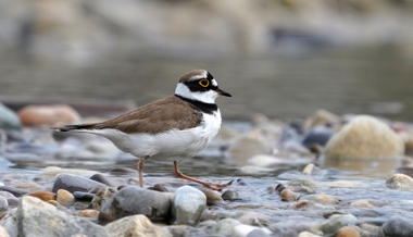 Birdlife St.Gallen nimmt heimische Vogelwelt unter die Lupe