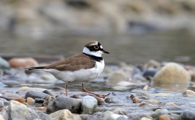 Birdlife St.Gallen nimmt heimische Vogelwelt unter die Lupe