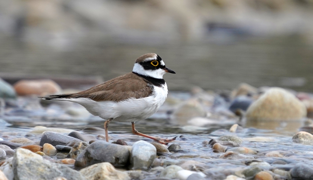 Für den Flussregenpfeifer sind die Kies- und Sandbänke im Alpenrhein schweizweit die wichtigsten Brutplätze. 