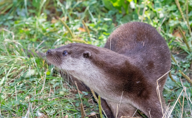 Artenspürhund sucht an Thur und Necker nach Fischottern
