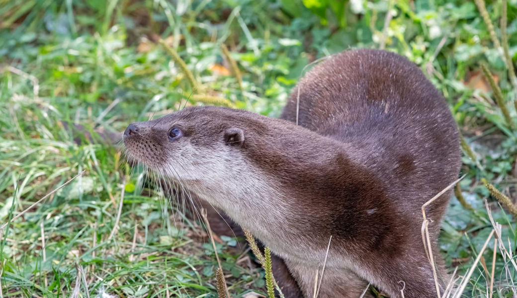 Artenspürhund sucht an Thur und Necker nach Fischottern