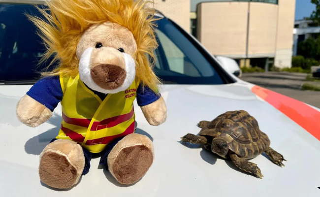 Die fünf skurrilsten Ostschweizer Polizeimeldungen 2024