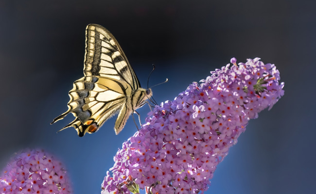 Ist das Neophytenverbot «längst überfällig» oder «blödsinnig»?