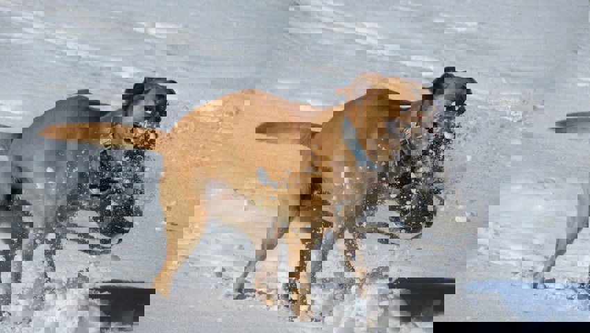  Einfache Übungen im Schnee bilden die Basis für eine erfolgreiche Ausbildung zum Lawinenhund. 