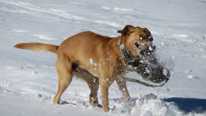  Einfache Übungen im Schnee bilden die Basis für eine erfolgreiche Ausbildung zum Lawinenhund. 