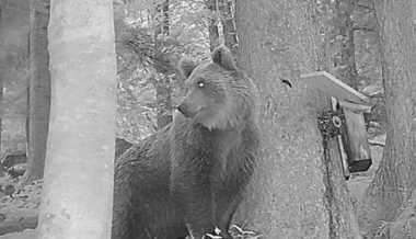 Bär im Anmarsch? Was die Sichtung in Vorarlberg für St.Gallen bedeutet