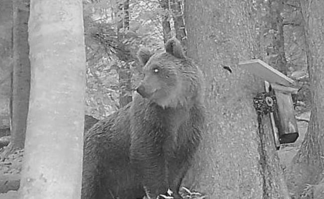 Bär im Anmarsch? Was die Sichtung in Vorarlberg für St.Gallen bedeutet