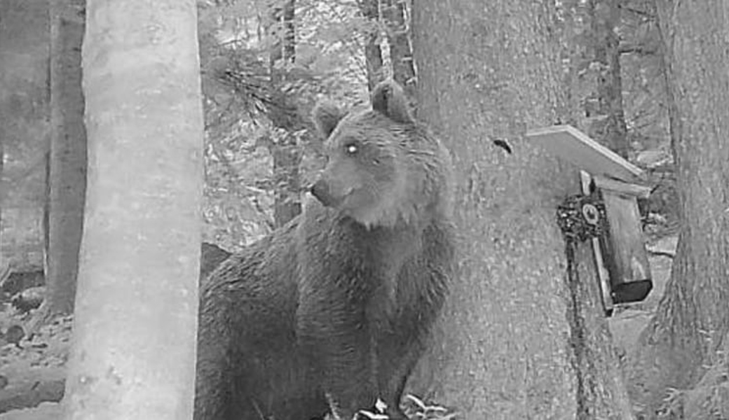 Er ist scheu, mag Honig und ist vermutlich auf der Durchreise: Dieser Bär wurde nahe der Schweizer Grenze entdeckt. 