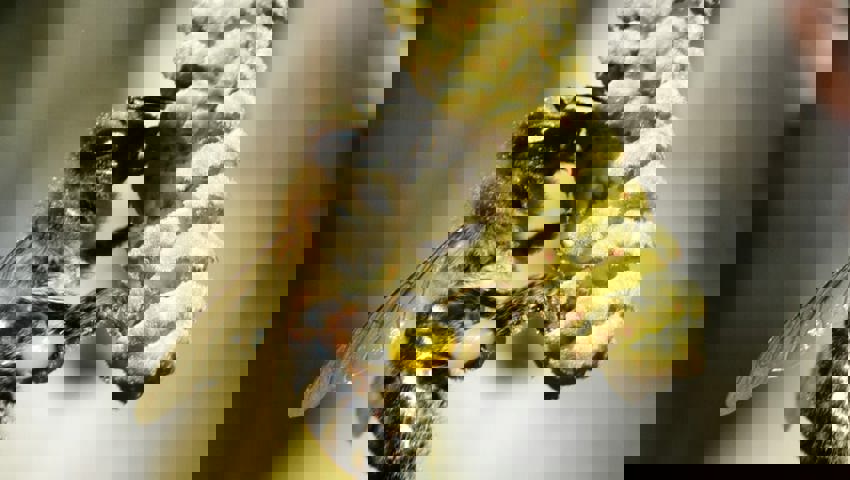  Eine Biene sammelt Pollen sammeln auf Haselkätzchen. An milden Tagen die erste, willkommene Nahrung im Jahr. 