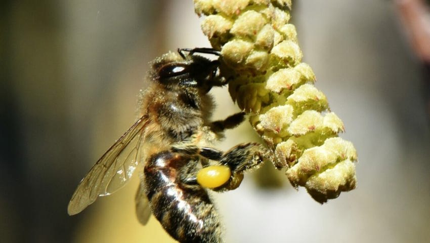  Eine Biene sammelt Pollen sammeln auf Haselkätzchen. An milden Tagen die erste, willkommene Nahrung im Jahr. 