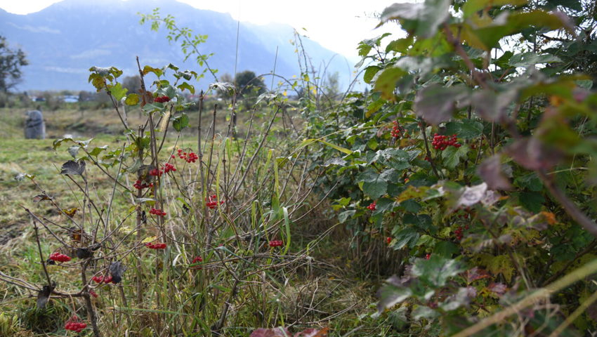  Sträucher bieten verschiedenen Tieren Lebensraum und Futter. 