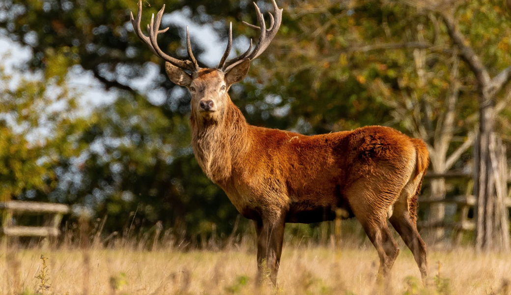 Von Anfang Februar bis Ende Juli ist die Jagd von Rothirschen verboten.