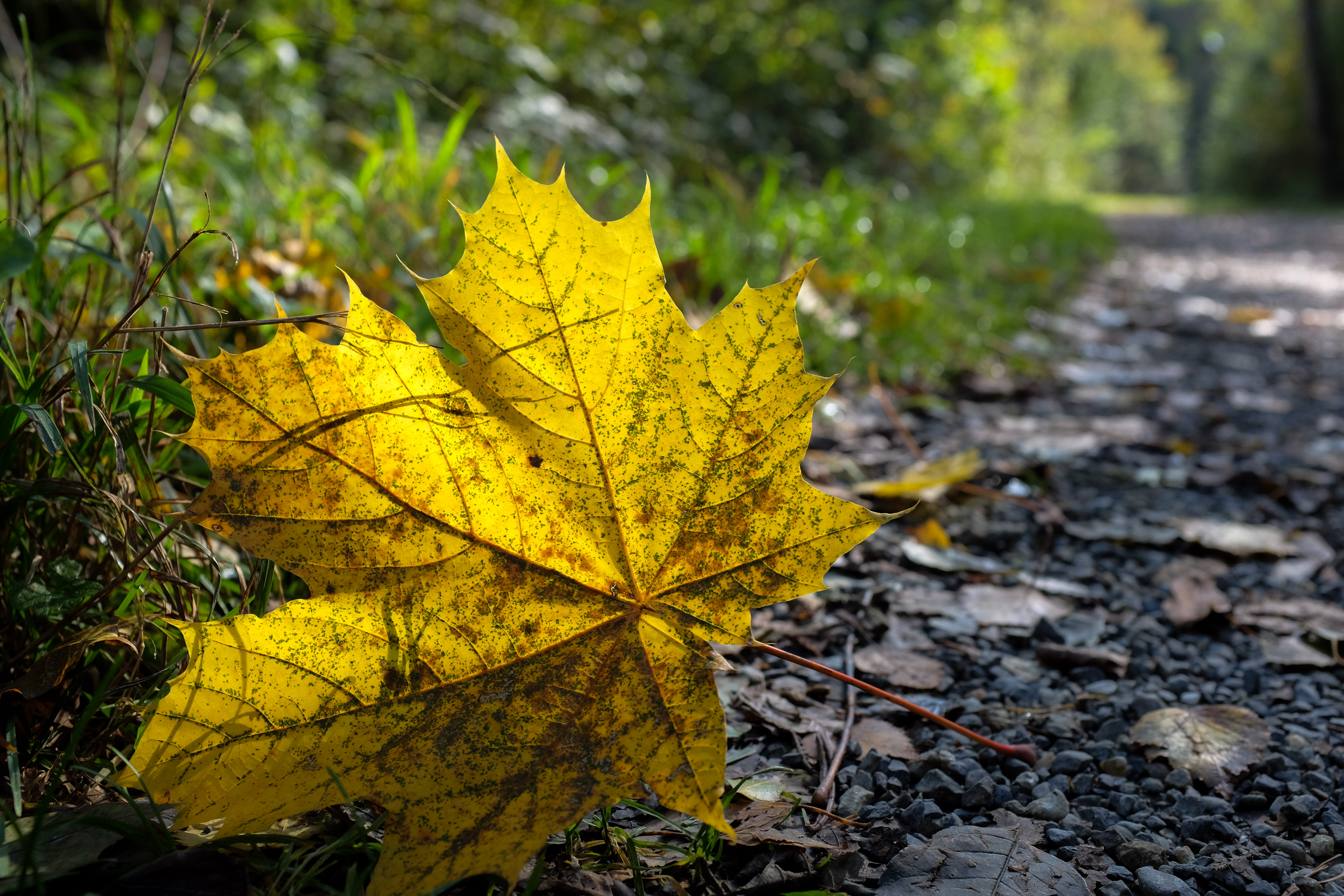 Fototour durch Wälder im Werdenberg