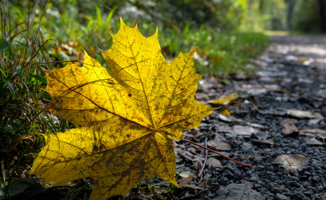Fototour durch Wälder im Werdenberg