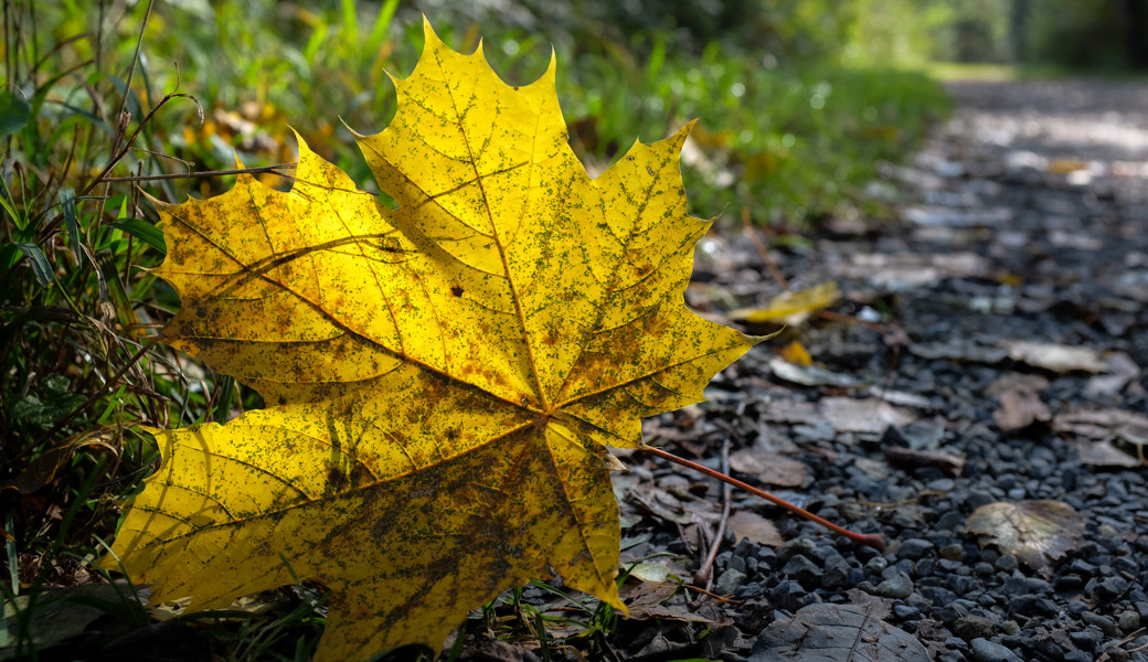 Fototour durch Wälder im Werdenberg