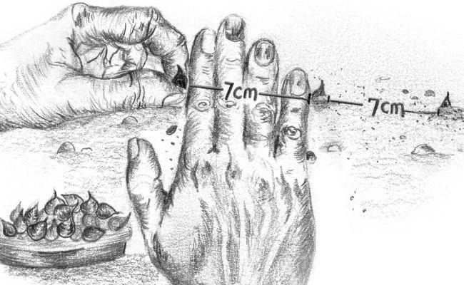 Gartentipp: Pflanzen mit Bodymass