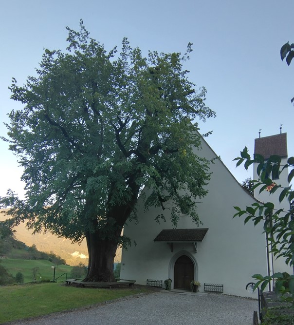 Die Linde vor der Kirche kann weiterleben