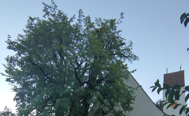 Die Linde vor der Kirche kann weiterleben