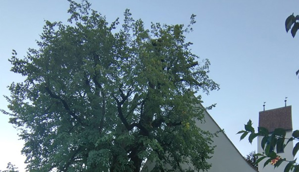 Die zurückgeschnittene Linde vor der Kirche St. Martin. Die zurückgeschnittene Linde vor der Kirche St. Martin.