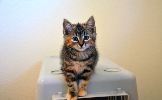 «Wir sind platzmässig am Limit»