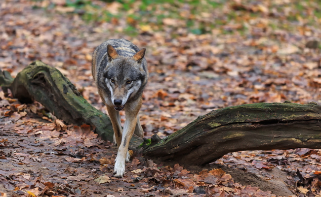 Nach Abschussfreigabe im Dezember: Calfeisental-Rudel nach Tötung der Leitwölfe aufgelöst