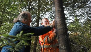«Wald muss klimafitter werden»: Bergwaldprojekt schützt Zukunftsbäume