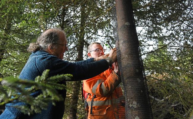 «Wald muss klimafitter werden»: Bergwaldprojekt schützt Zukunftsbäume