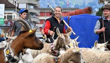 Die Ziegen von der Alp Malschüel sind zurück im Tal