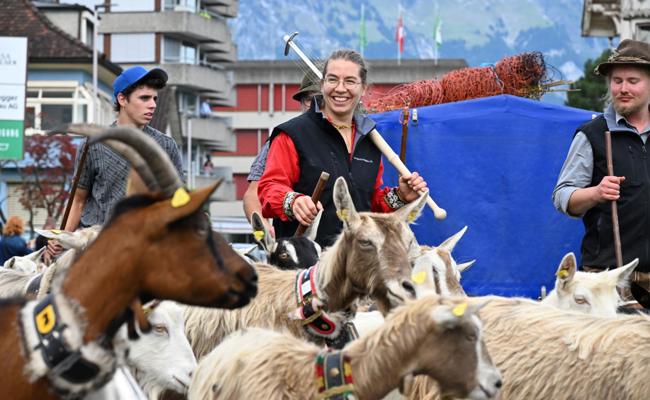 Die Ziegen von der Alp Malschüel sind zurück im Tal