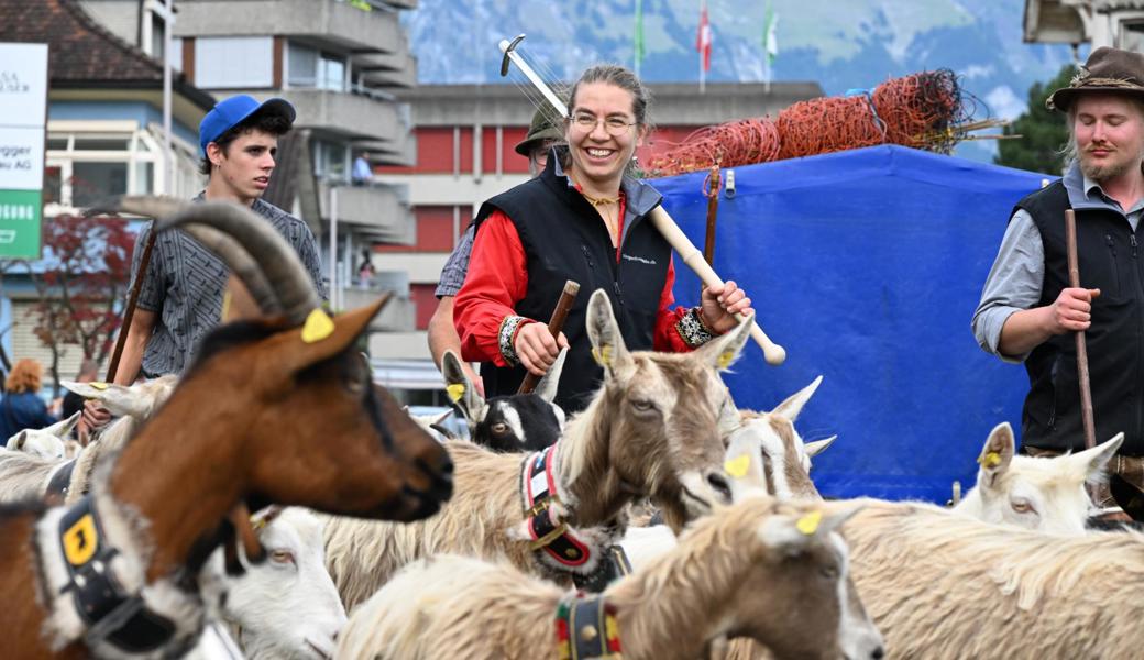 Die Ziegen von der Alp Malschüel sind zurück im Tal