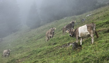 Wasser und Wald beschäftigen die Ortsgemeinde