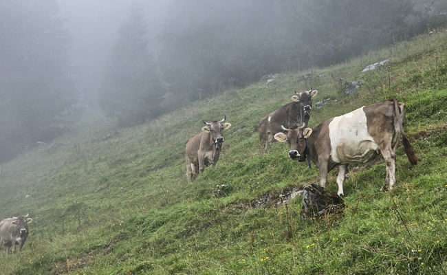 Wasser und Wald beschäftigen die Ortsgemeinde