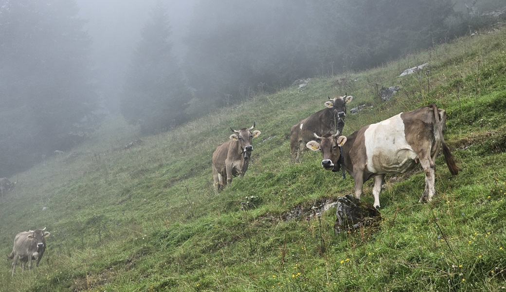 Wasser und Wald beschäftigen die Ortsgemeinde