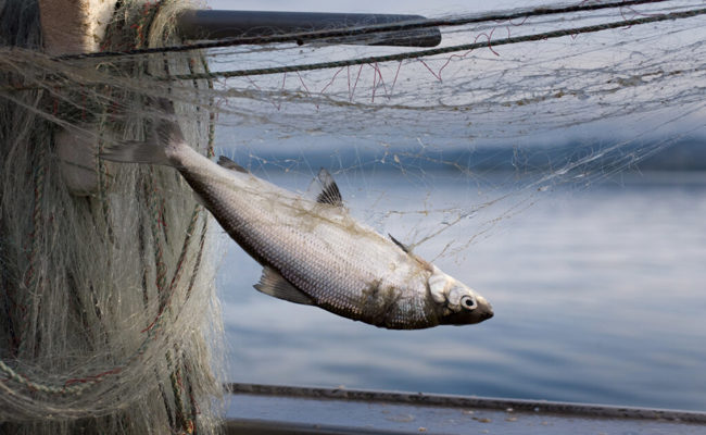 Nur noch gut fünf Tonnen gefangen: Walensee-Fisch wird immer mehr zur Rarität
