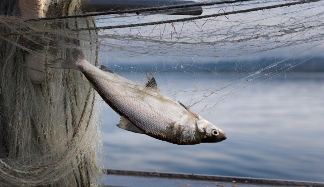  Die «Schuld» für den zurückgegangenen Fischfang im Walensee liegt mehr bei den Fischern als den Fischen. 