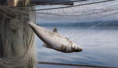 Nur noch gut fünf Tonnen gefangen: Walensee-Fisch wird immer mehr zur Rarität