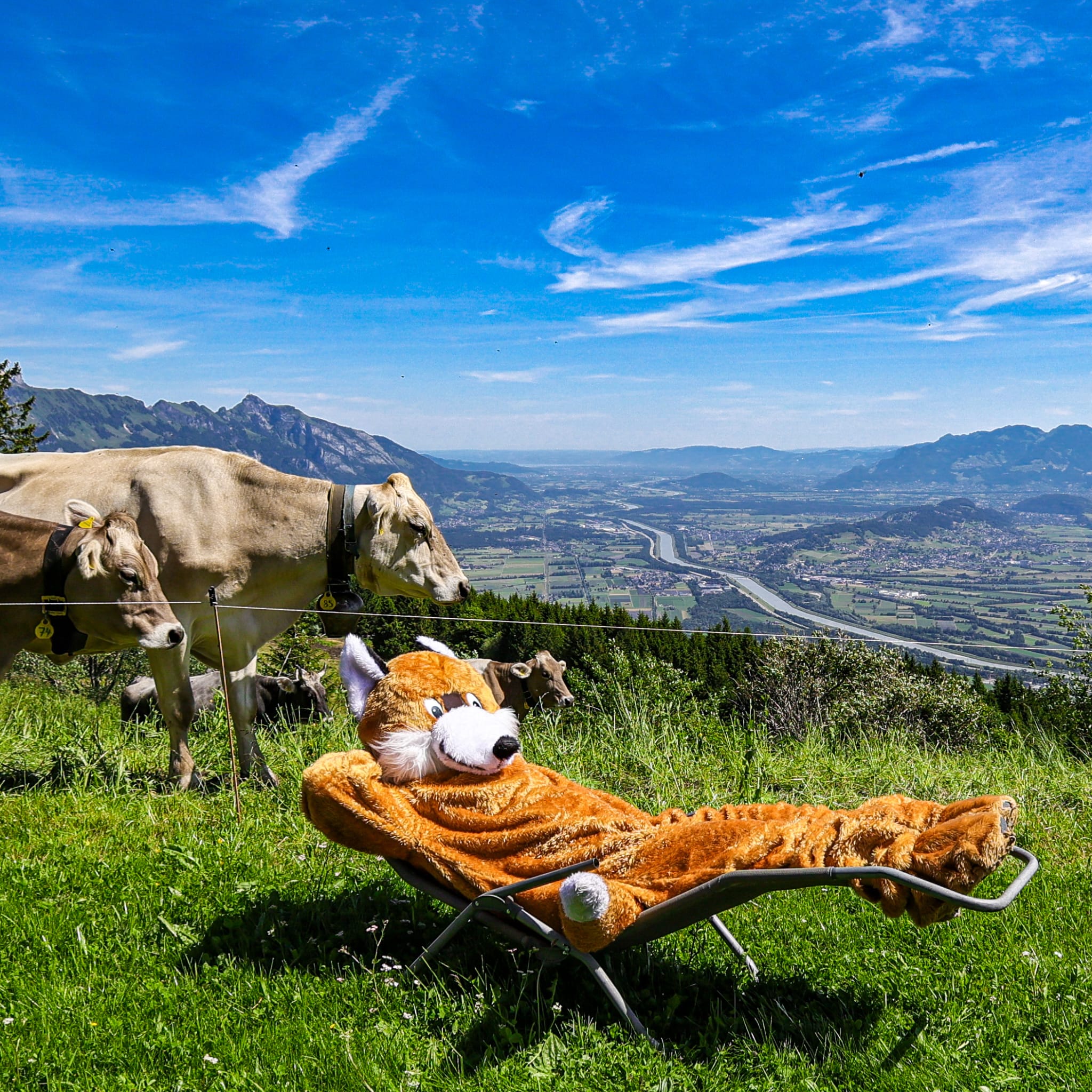 Der «Schlaue Fuchs» von Buchs kommt gut an