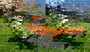 Der «Schlaue Fuchs» von Buchs kommt gut an