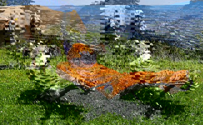 Der «Schlaue Fuchs» von Buchs kommt gut an