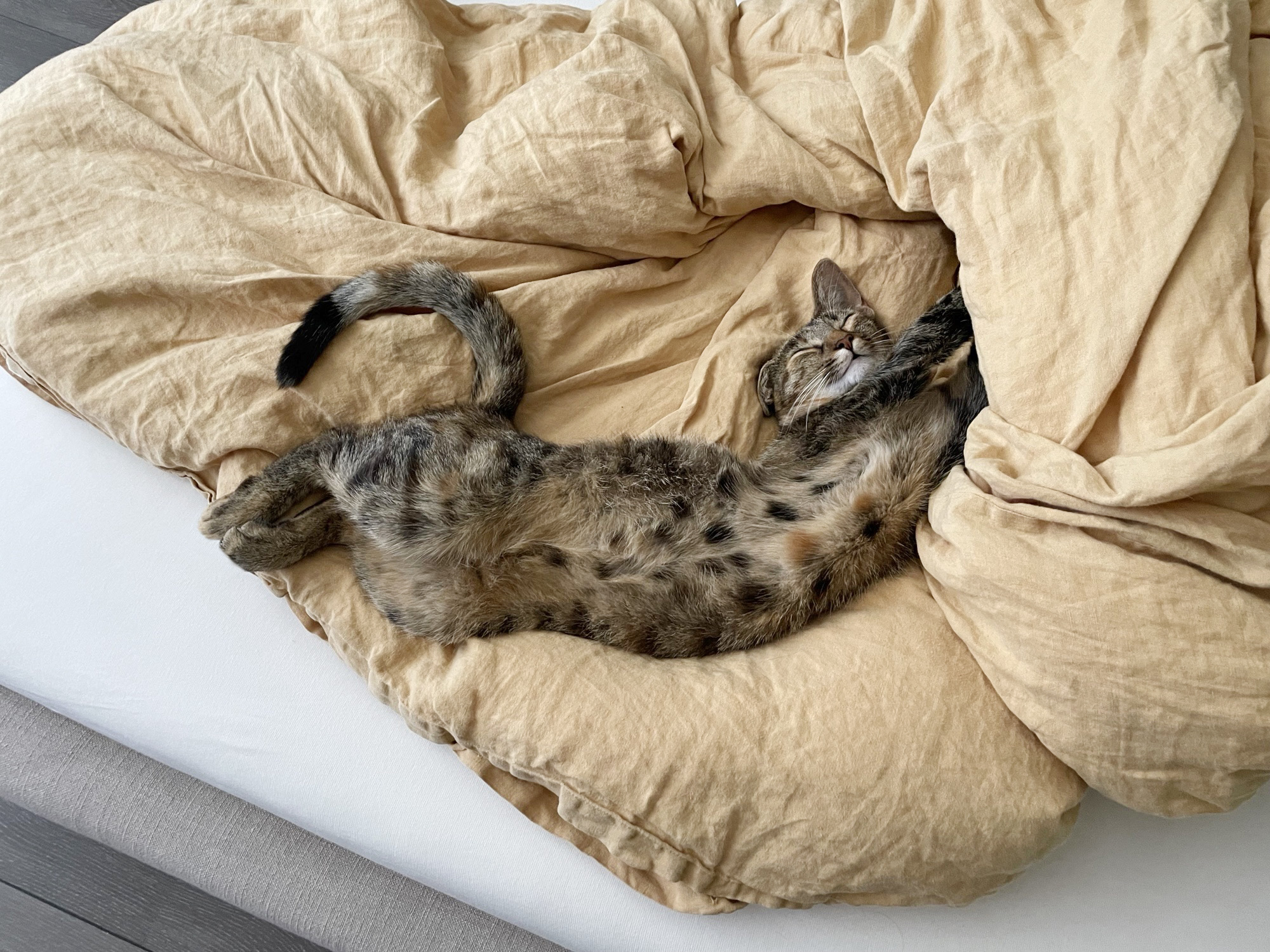 Happy End für Katze Piña nach Roadtrip über den Rhein