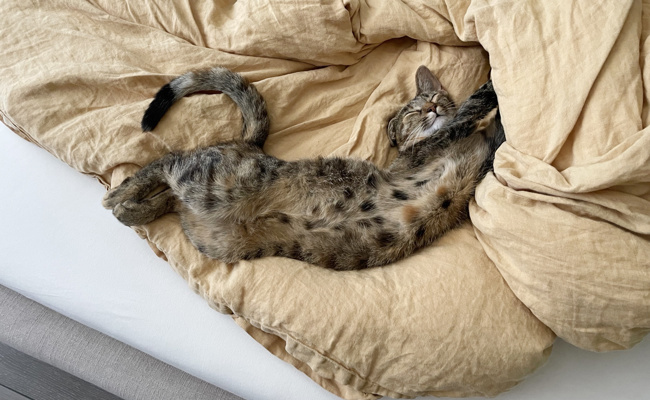 Happy End für Katze Piña nach Roadtrip über den Rhein