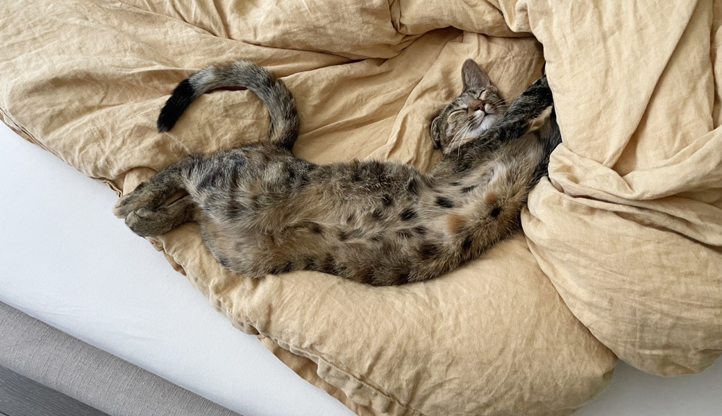 Nach dem grossen Abenteuer zurück bei ihrer Familie: Katze Piña ruht sich aus. 