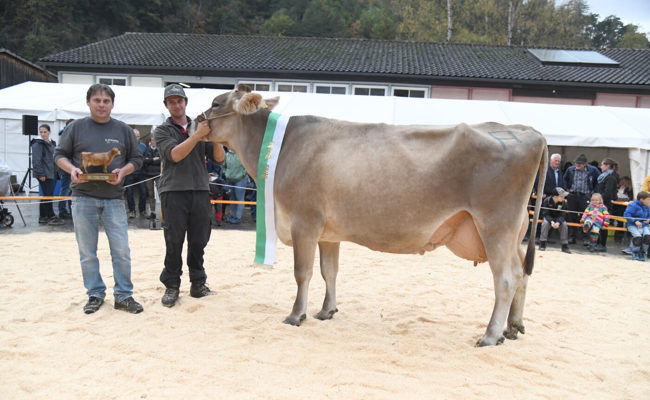 Überwältigender Publikumsaufmarsch: Grosses Interesse für Buchser Kühe