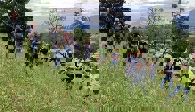 Invasive Neophyten: Gemeinsamer Kampf gegen das Berufkraut ist angesagt