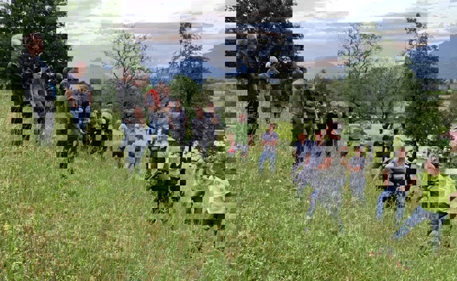 Invasive Neophyten: Gemeinsamer Kampf gegen das Berufkraut ist angesagt