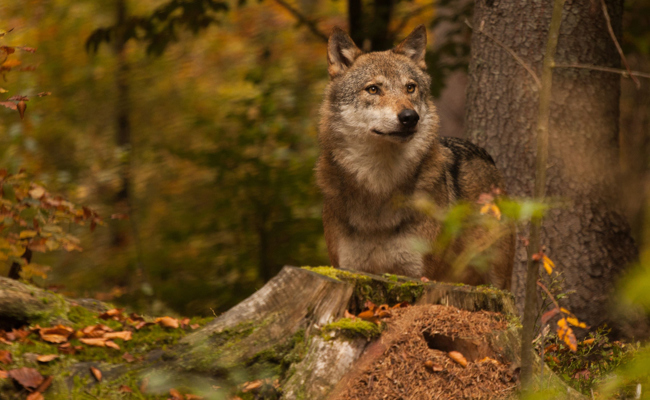 Kanton will Jungwölfe des Calfeisental-Rudels abschiessen