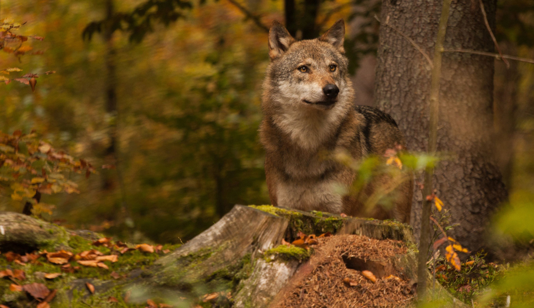 Am vergangenen Sonntag musste die Wildhut einen kranken Wolf in einem Garten in Valens erlegen.